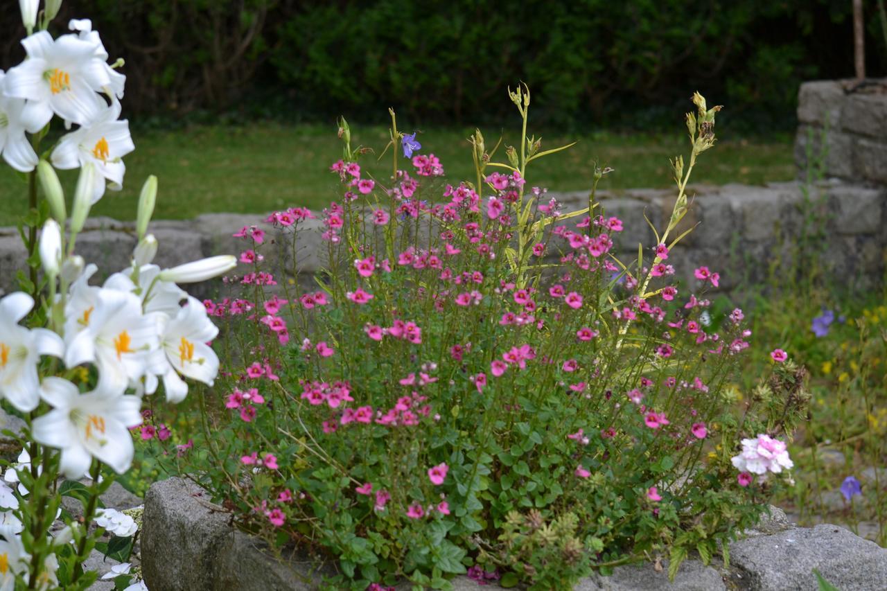 Le Manoir De Bonningues Les Ardres Bed & Breakfast Eksteriør bilde